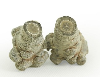 三七的頭數(shù)是什么？