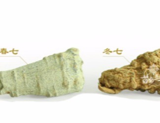 春三七與冬三七區(qū)別詳解，選三七尤其需要注意的知識(shí)