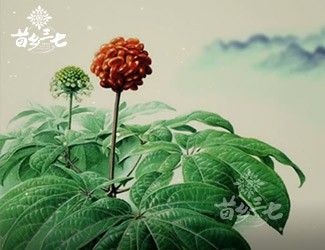 三七有副作用嗎？來看看歷史怎么說