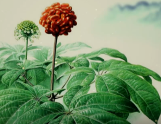 為什么說(shuō)三七是“十全十美”的植物？