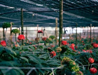 重磅炸彈！三七行業(yè)重大政策調(diào)整今年6月1日起開始實施！