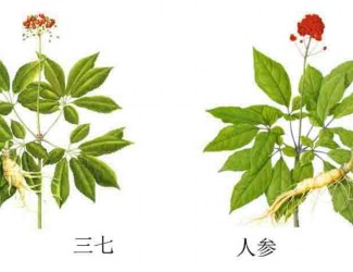 三七人參功效區(qū)別，“北參南七”說法的由來