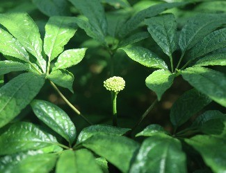 三七怎么吃：涼拌三七花蟲(chóng)草花，風(fēng)雅吃花，清爽養(yǎng)生