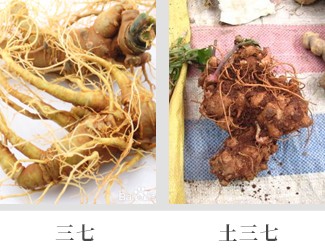 文山三七價(jià)格琳瑯滿目，當(dāng)心三七和土三七區(qū)別