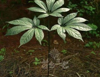 人有九種性格，三七粉有寒熱之分嗎？